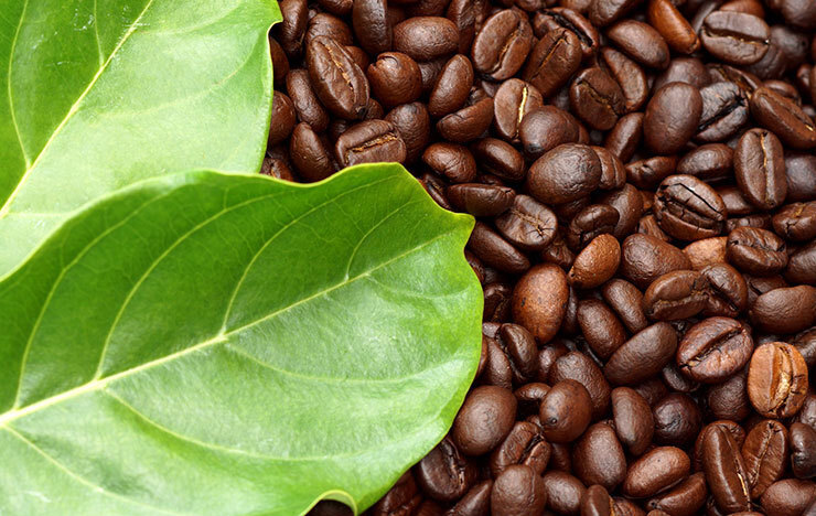 キリマンジャロ【コーヒー豆の種類】_記事画像