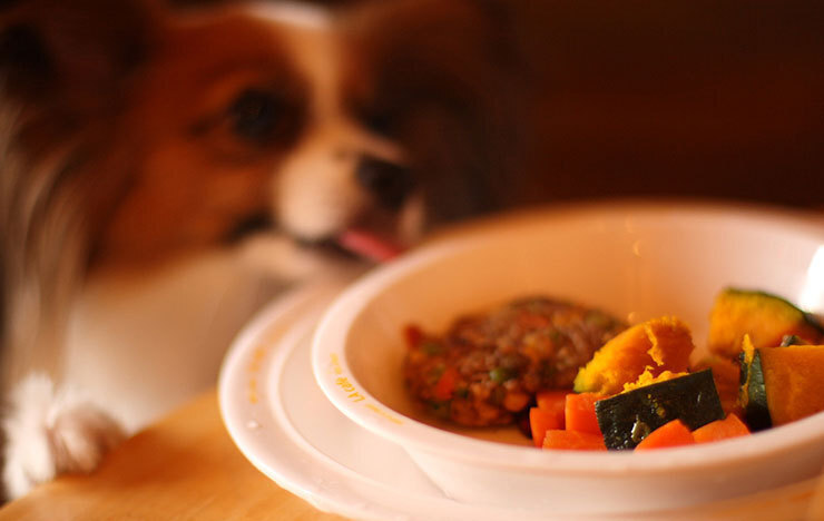 ドッグカフェを開業するためには、免許が必要なのか？