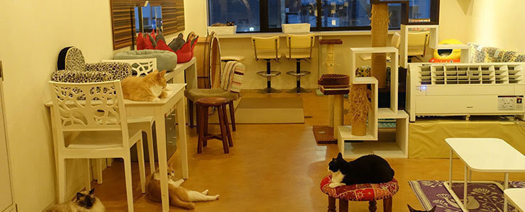 猫カフェの開業、物件探しで躓く人が多い理由とは？